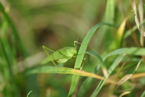 Phaneroptera sp.